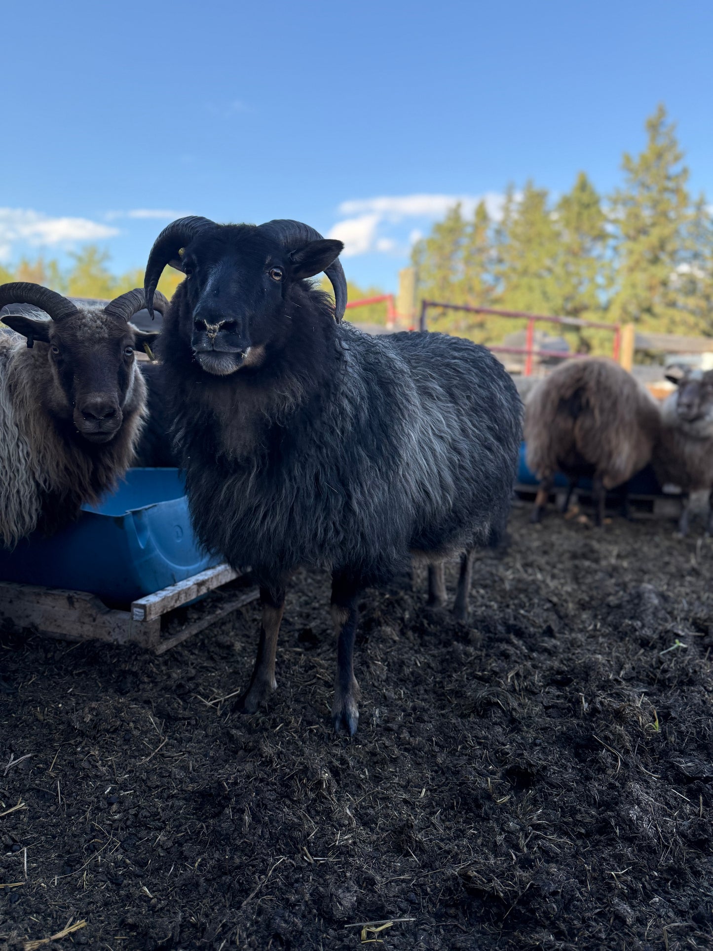 Lamb Reservations 2026