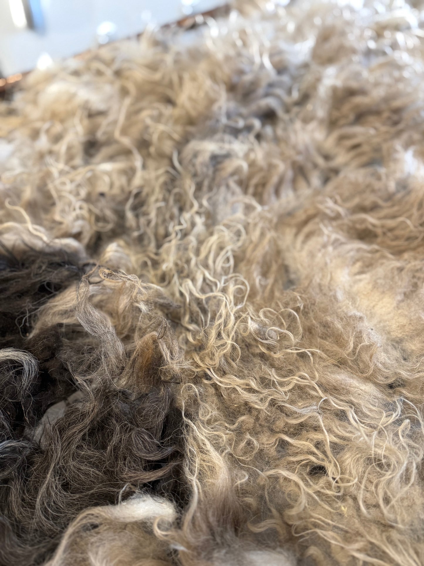 Icelandic Fall 2025 Fleece - “Badger”