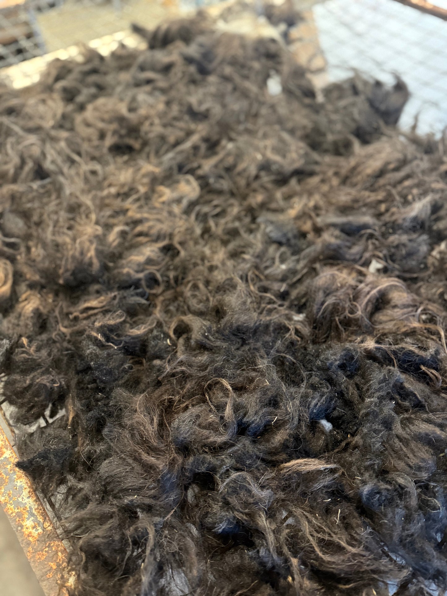 Icelandic Fall 2025 Fleece - “Fjóla”