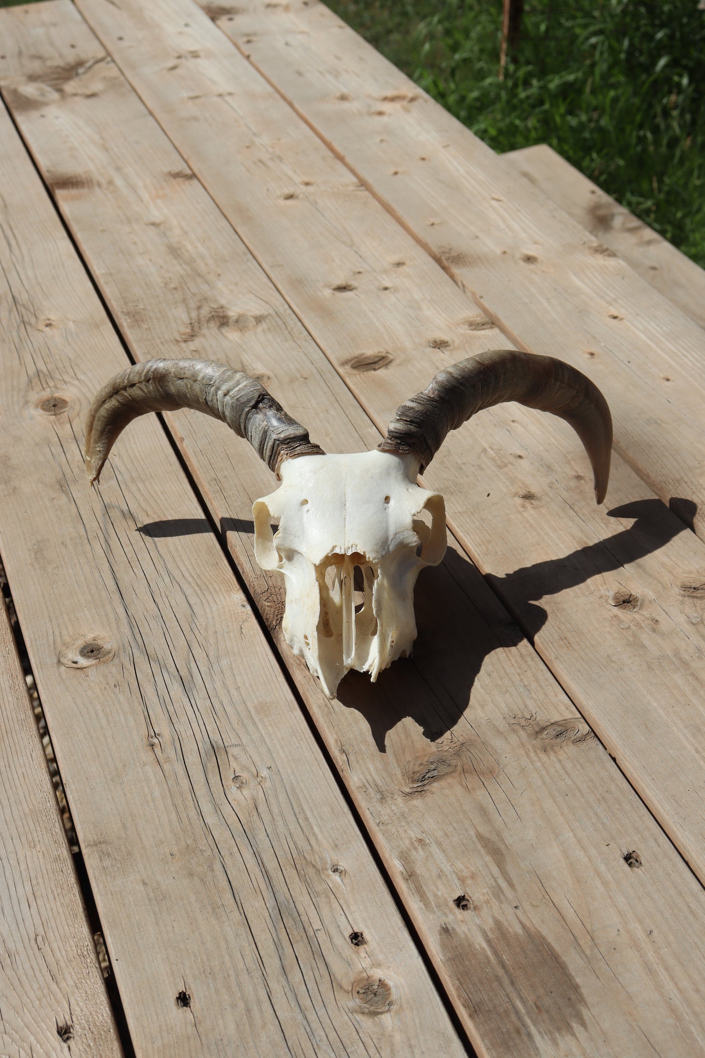 Icelandic Skull - Olive