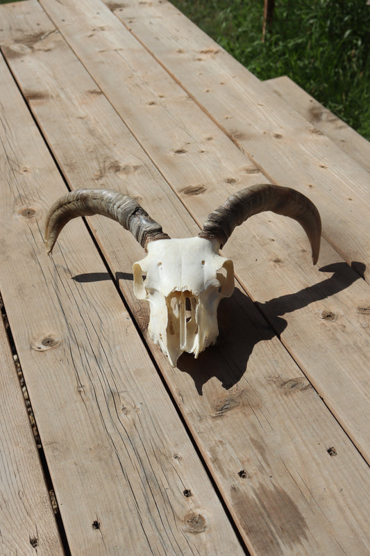Icelandic Skull - Olive