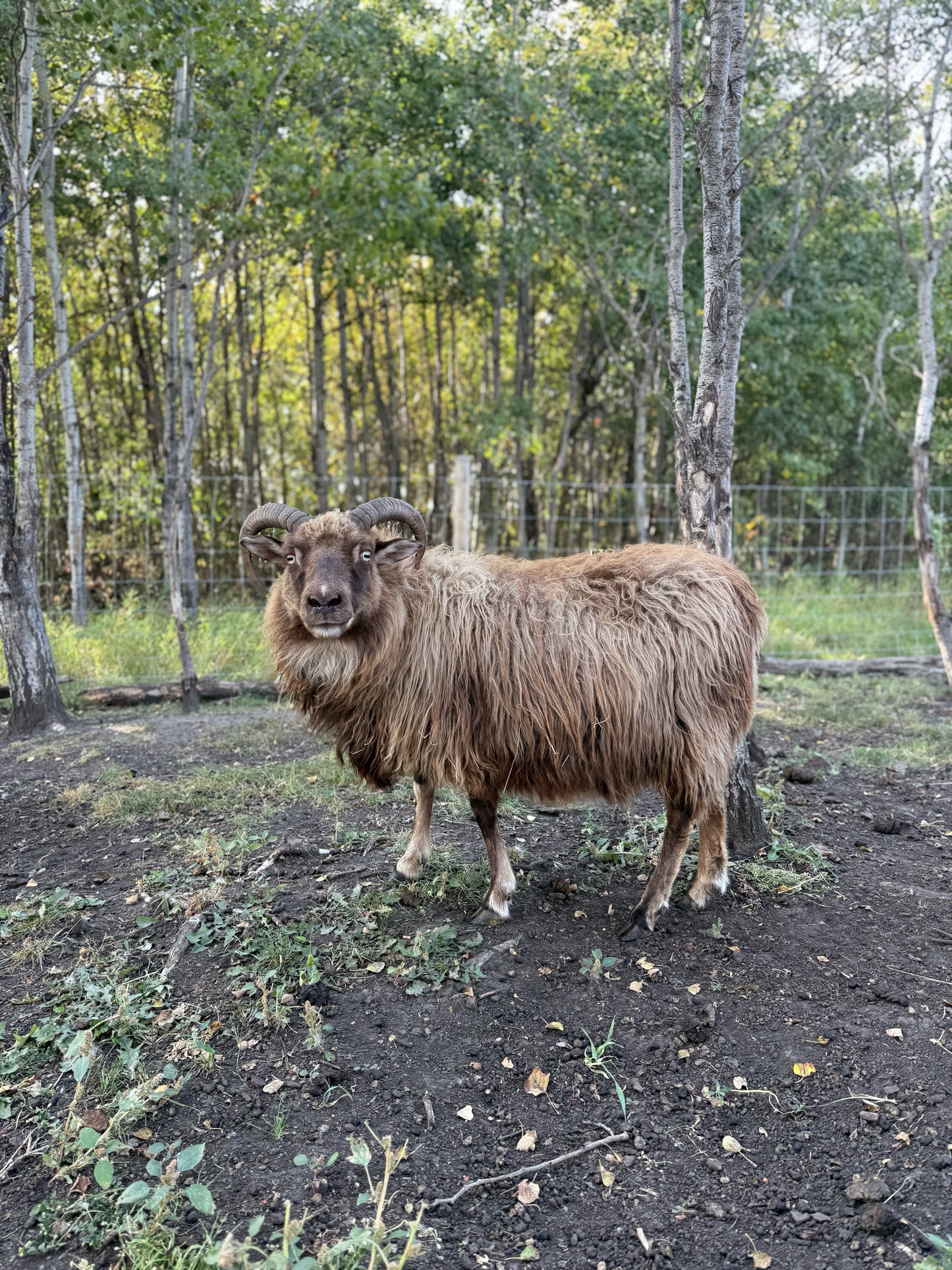 Icelandic Fall 2025 Fleece - “Gwyneth”