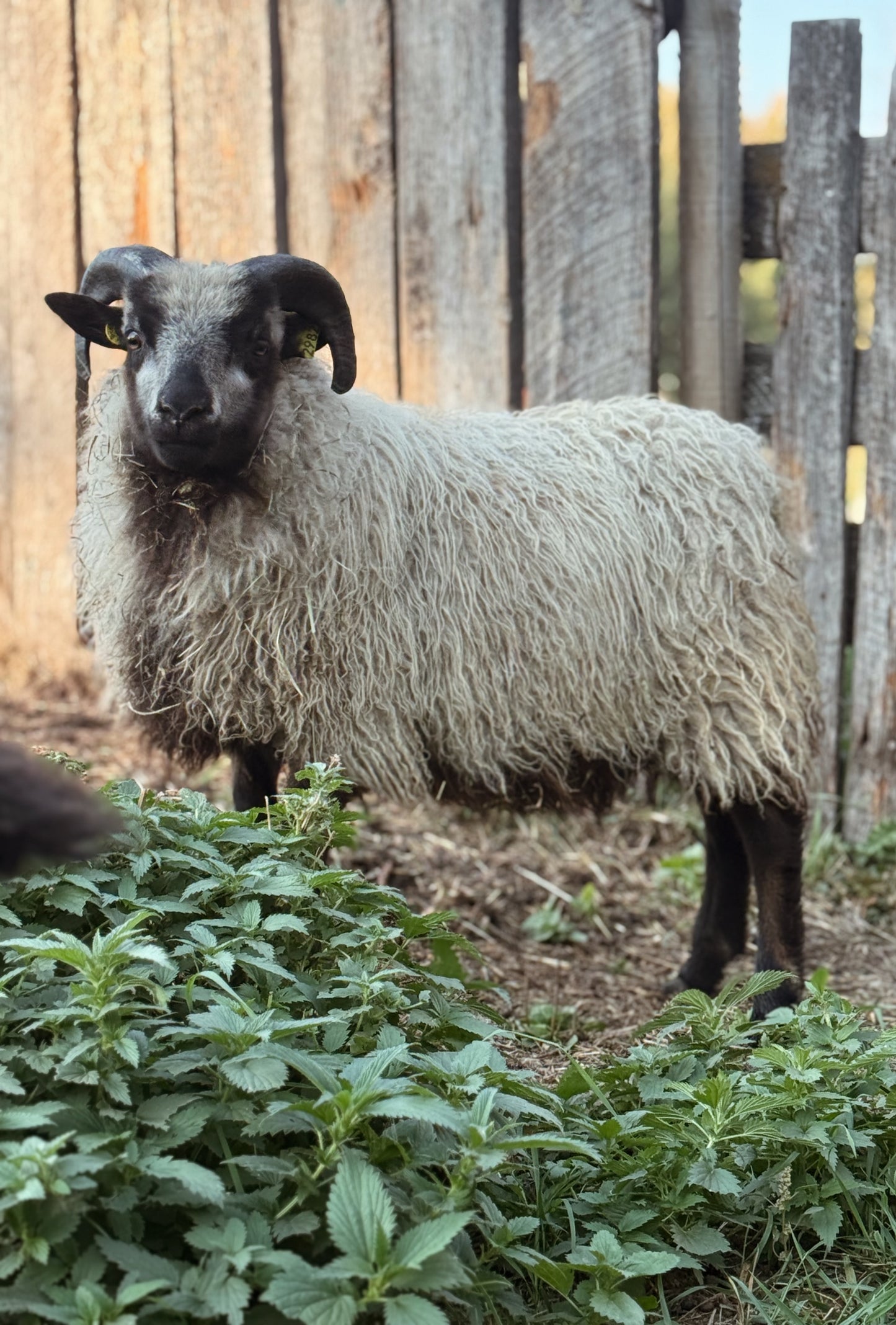 Icelandic Lamb Fall 2025 Fleece - “Gunnar”