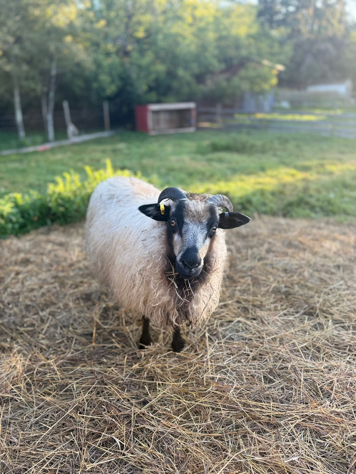 SponsorSHEEP 2026-2027
