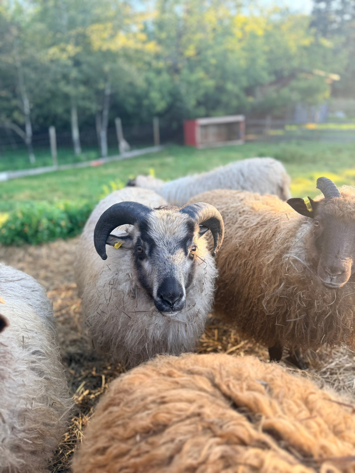 SponsorSHEEP 2026-2027