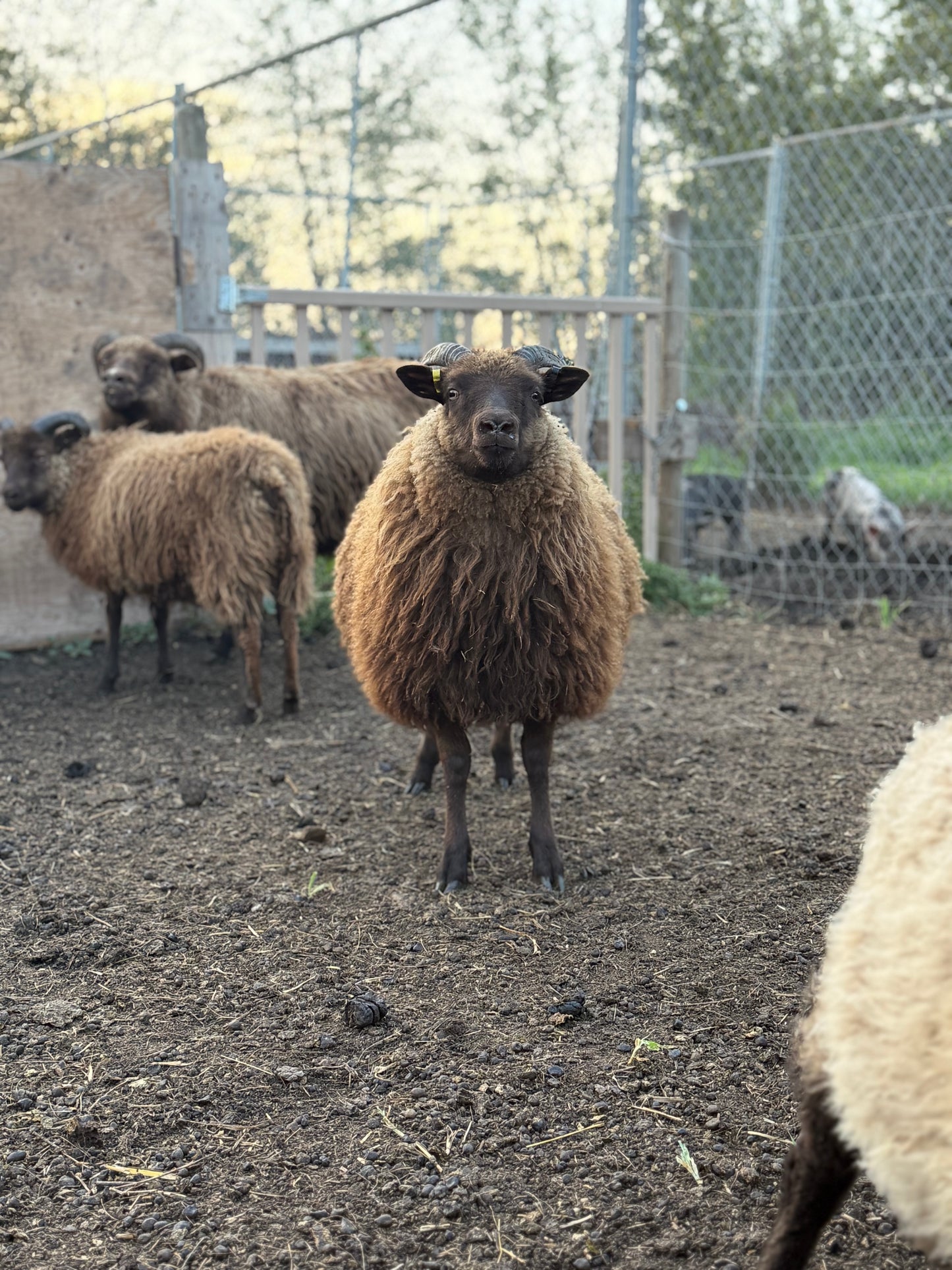 Icelandic Lamb Fall 2025 Fleece - “Faida”