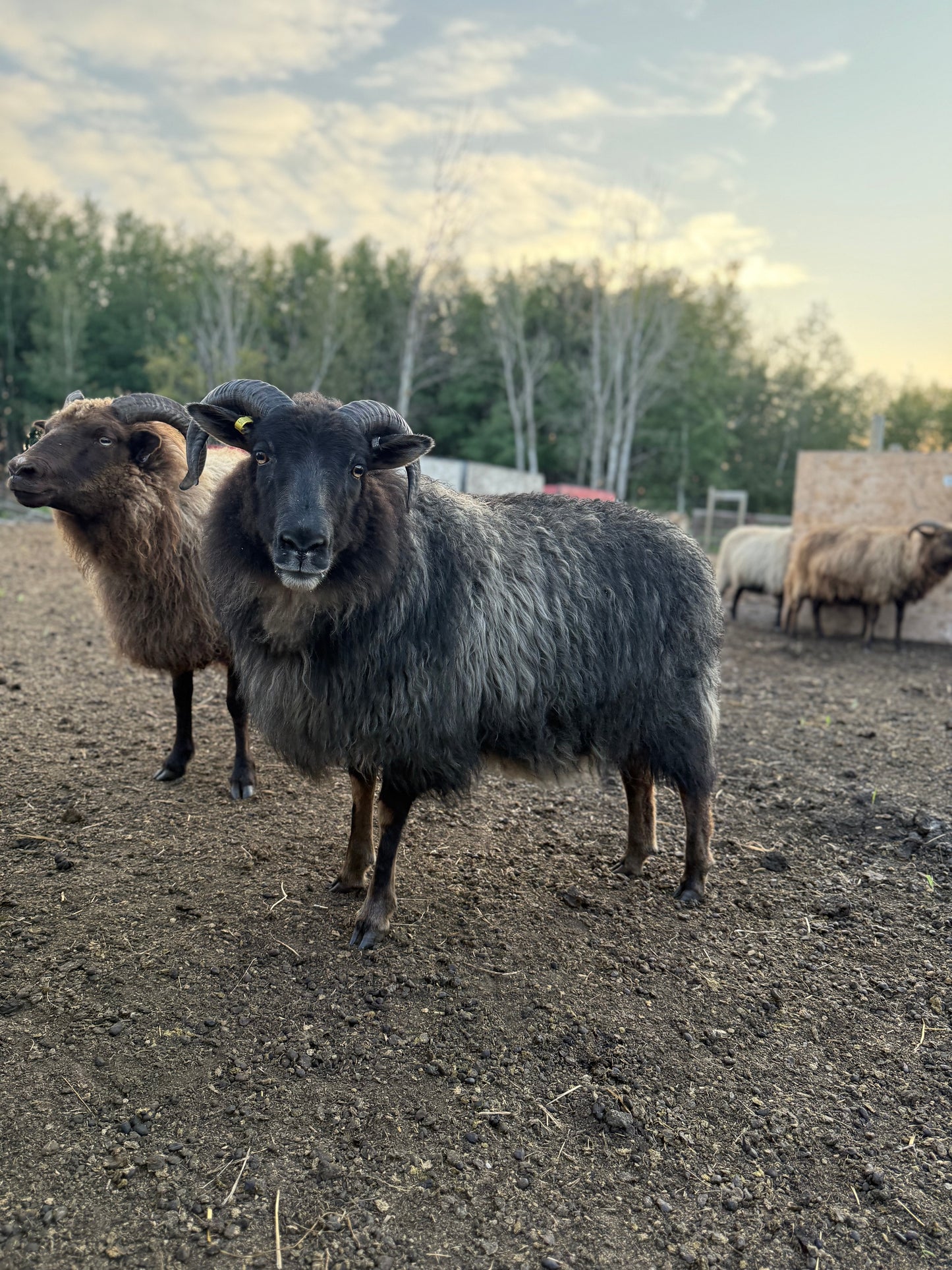 Icelandic Fall 2025 Fleece - “Skadi”