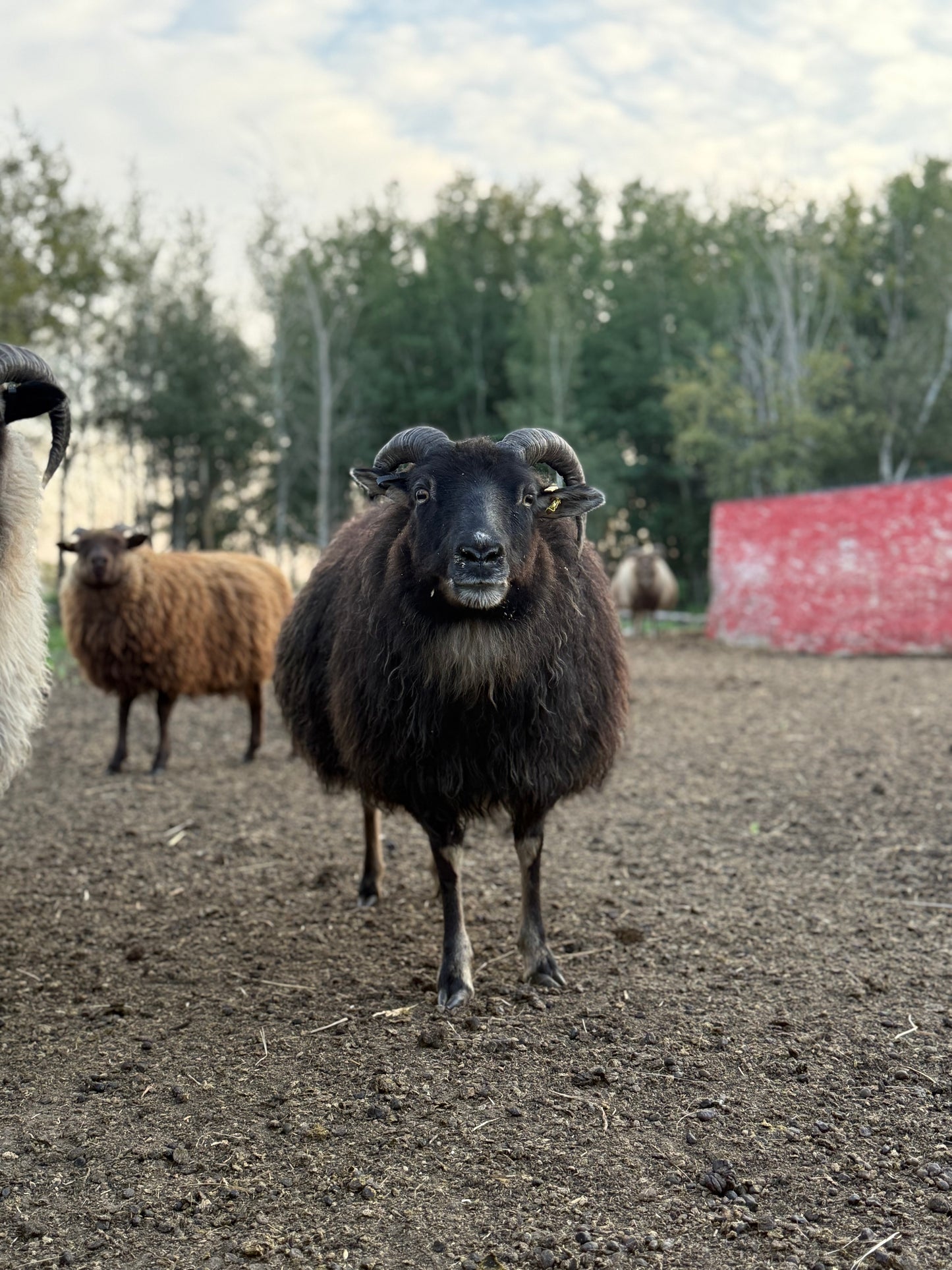 Icelandic Fall 2025 Fleece - “Sunna”