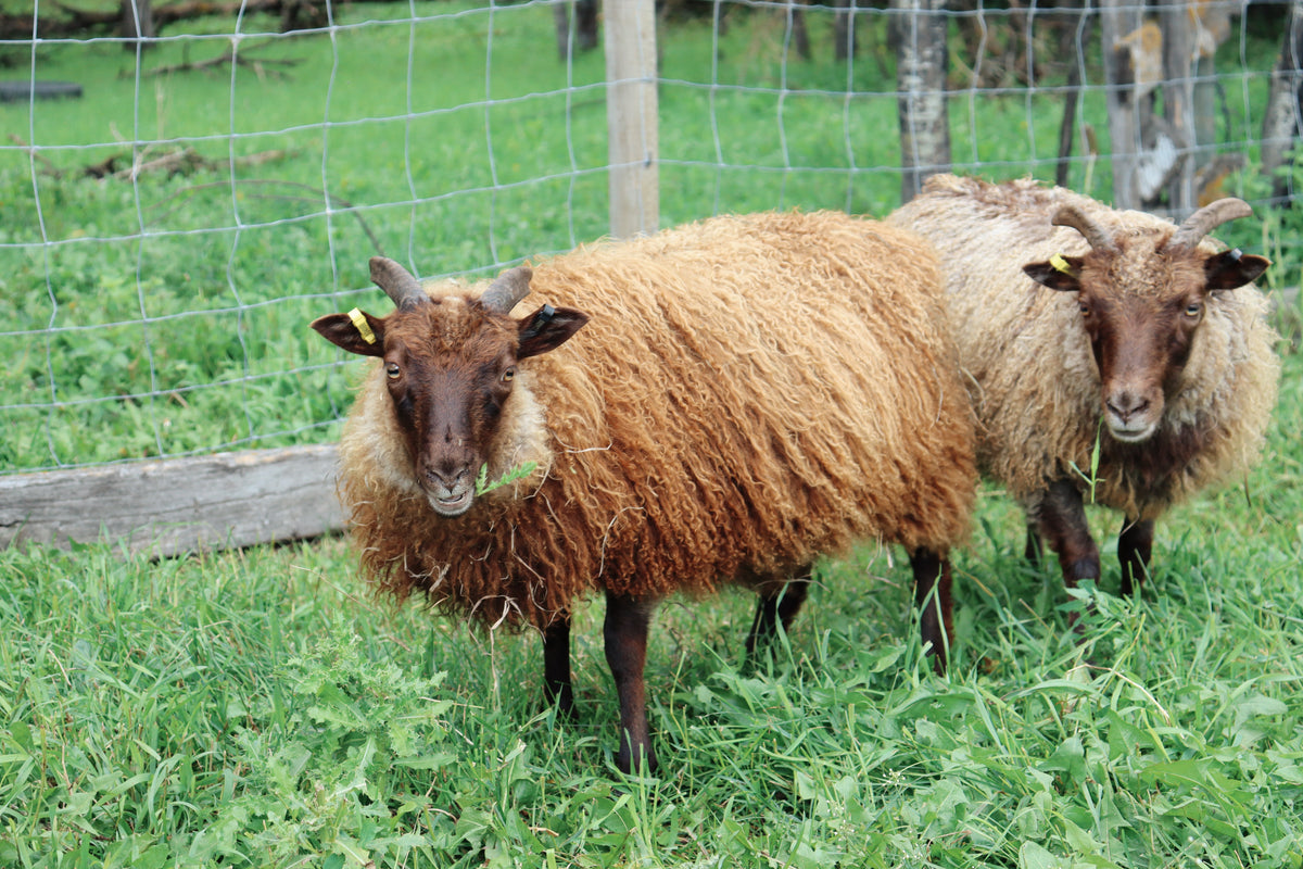SponsorSHEEP 2026-2027
