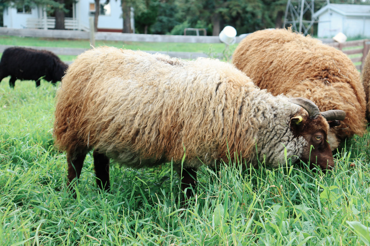 SponsorSHEEP 2026-2027